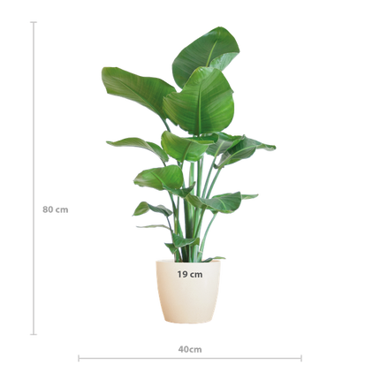 Strelitzia Nicolai con maceta Viber blanca - ↕80cm - Ø21cm