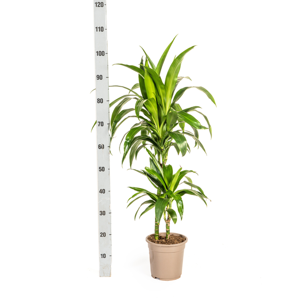 Dracaena Deremensis Lisa - ↕80cm - Ø19cm