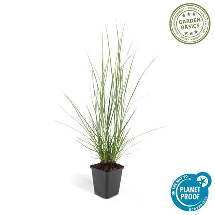 Pennisetum Alopecuroides 'Hameln' - Hierba ornamental - ↕10-25cm - Ø9cm - Hierba ornamental - 6x