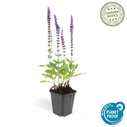 Salvia Nemorosa 'Ostfriesland' - Waldsalbei - ↕10-25cm - Ø9cm - Rabattenpflanze - 60x