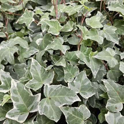 Hedera Helix 'Glacier' - ↕10-25cm - Ø9cm - Klimop - Bodembedekker - 12x
