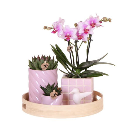 Farbenfrohes Optimismus-Geschenkset | Pflanzenset mit rosa Phalaenopsis-Orchidee und Sukkulenten inklusive Keramiktöpfen