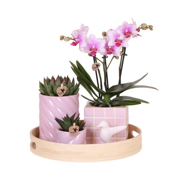 Set regalo Ottimismo Colorato | Set di piante con orchidea Phalaenopsis rosa e piante grasse, inclusi vasi decorativi in ​​ceramica.