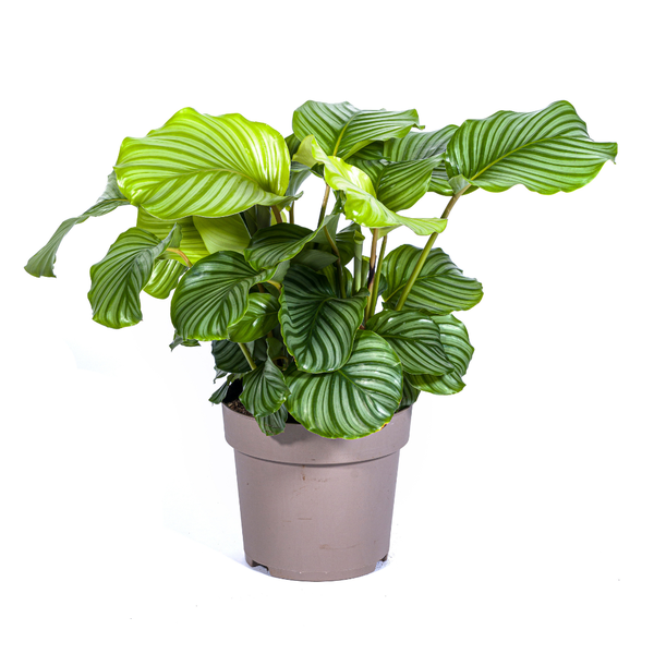 Calathea Orbifolia - ↕80cm - Ø27cm