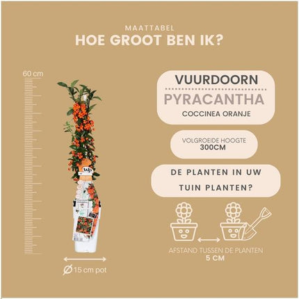 Pyracantha Coccinea Orange Stjerne - Ildtorn - ↕60cm - Ø12cm - 2x