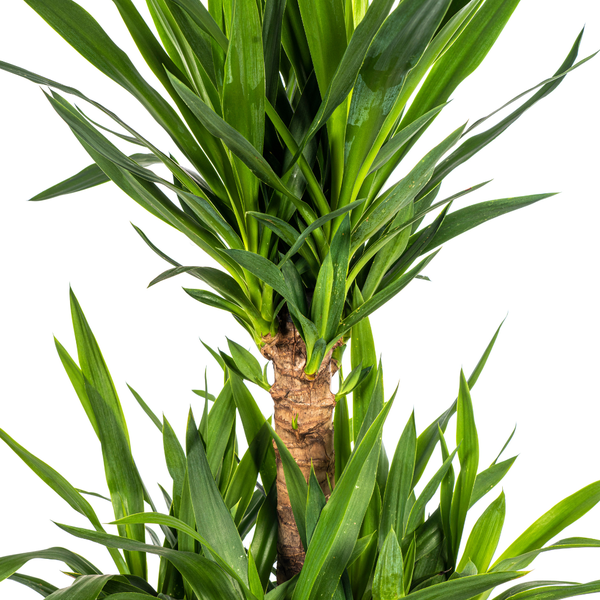 Yucca Elephantipes - ↕100cm - Ø30cm