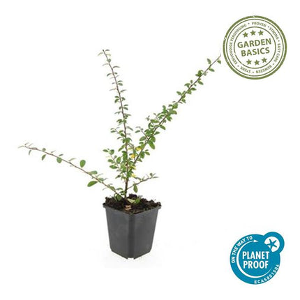 Cotoneaster Suecicus 'Coral Beauty' - ↕10-25cm - Ø9cm - Bunddække - Kantplante - 12x