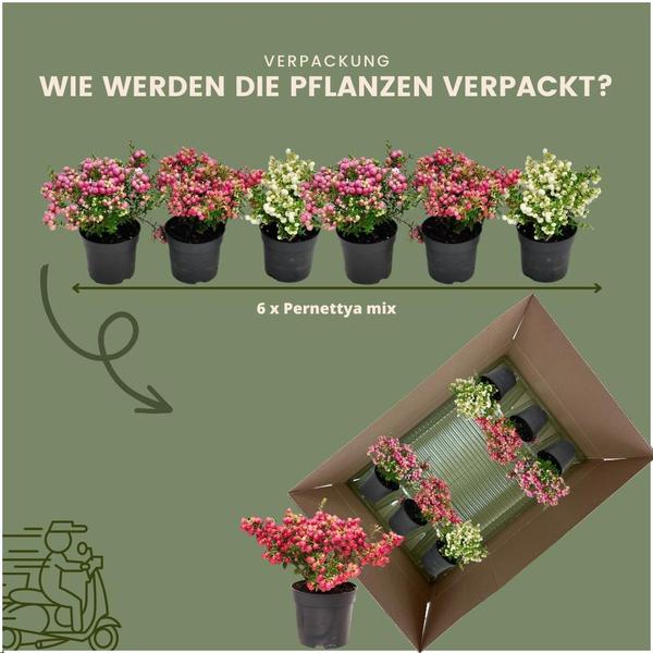 Pernettya mucronata mix - 2x parelbes wit - 2x rood - 2x roze - ↕20cm - Ø12cm - 6x