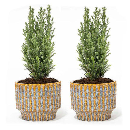 Christmas tree 'Ellwoodii' + Pot Echo - ↕30cm - 2x