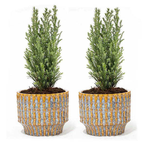 Kerstboom 'Ellwoodii' + Pot Echo - ↕30cm - 2x