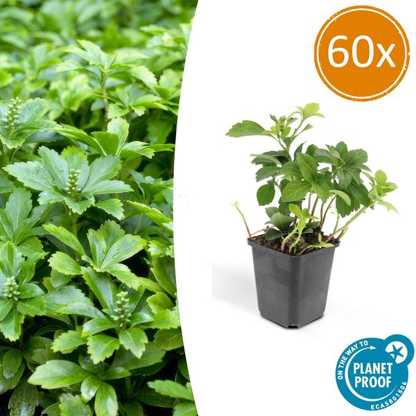Pachysandra Terminalis 'Green Carpet' - Schaduwkruid - ↕10-25cm - Ø9cm - Bodembedekker - 60x