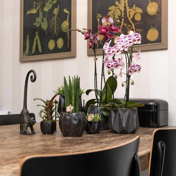 Kolibri Home | Ornament - Decoratie beeld Monkey long tail - Black