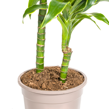 Dracena Deremensis Dorado - ↕80cm - Ø19cm