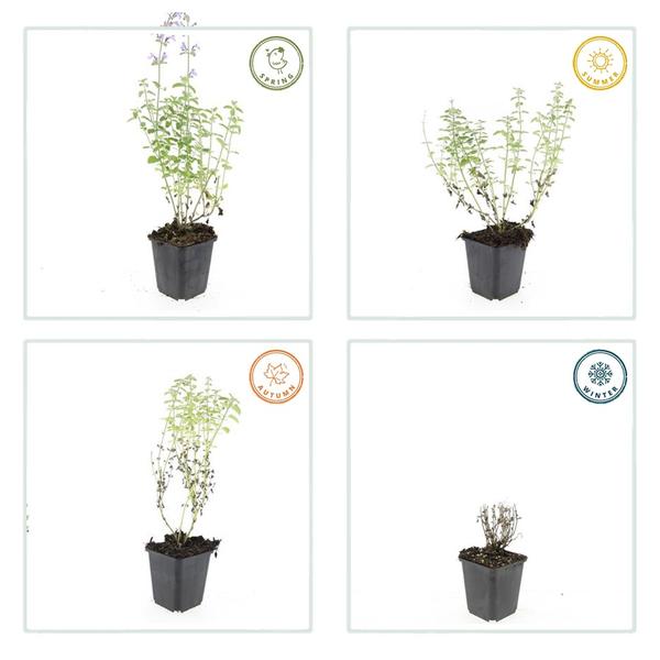 Nepeta 'Walker's Low' - Kattekruid - ↕10-25cm - Ø9cm - Borderplant - 60x