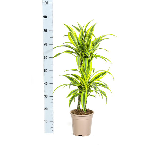 Dracaena Deremensis Lemon Lime - ↕80cm - Ø19cm