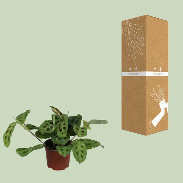 Maranta Leuconeura Fascinator Variegata - ↕30cm - Ø12cm