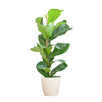 Ficus Lyrata met Viber pot wit - ↕80cm - Ø21cm