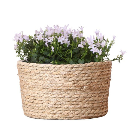 Campanula Addenda Ambella blanca - Cuenco de mimbre con campanilla y sistema de riego - 3 piezas - Campanilla blanca - Ø12cm - Interior y exterior