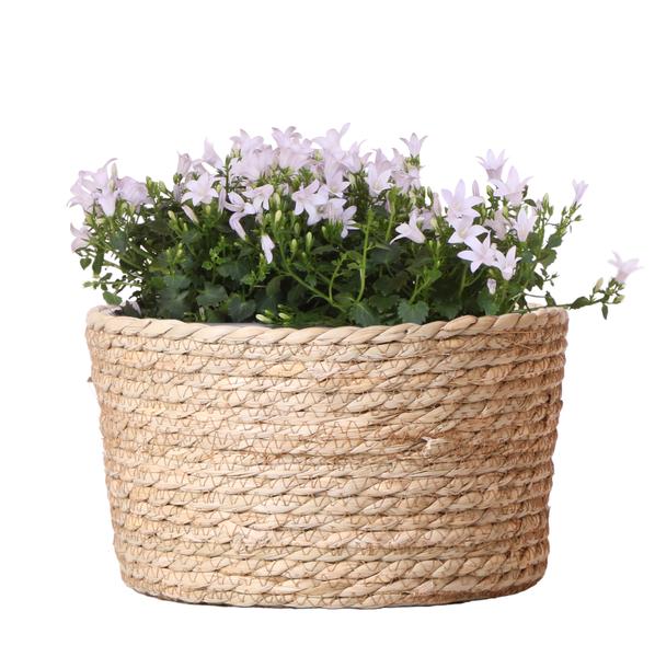 Campanula Addenda Ambella blanca - Cuenco de mimbre con campanilla y sistema de riego - 3 piezas - Campanilla blanca - Ø12cm - Interior y exterior