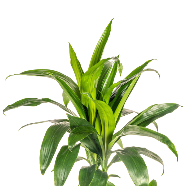 Dracaena Deremensis Lisa - ↕100cm - Ø21cm