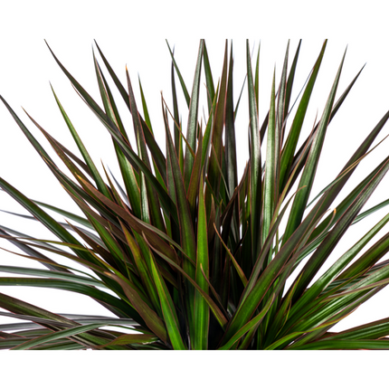 Dracaena Marginata Magenta - ↕60cm - Ø17cm - Planta dragón