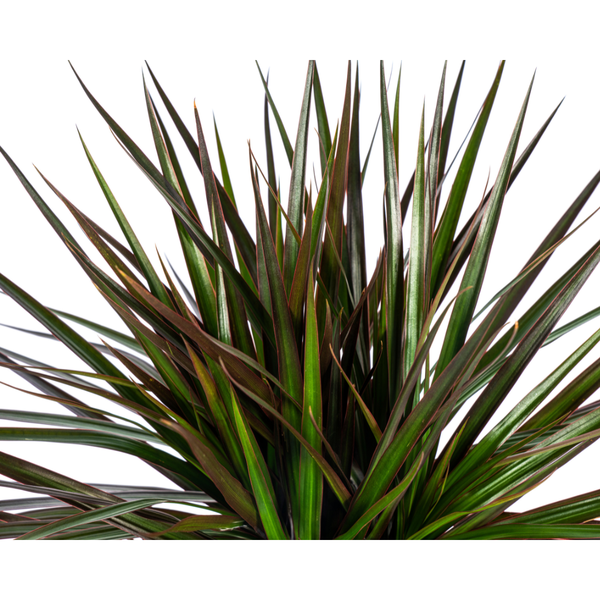 Dracaena Marginata Magenta - ↕60cm - Ø17cm - Drakenplant