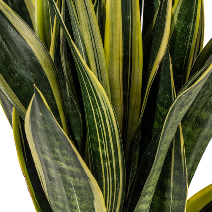 Sansevieria Trifasciata 'Canary' – Schwiegermutterzunge' – ↕50–55 cm – Ø17 cm