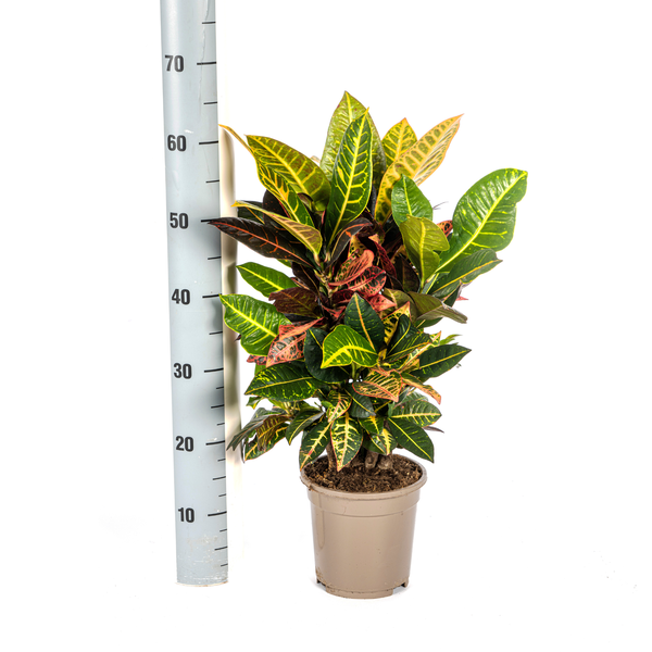 Codiaeum 'Croton' Petra - ↕50cm - Ø17cm