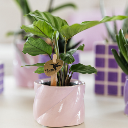 Calathea - Green houseplant - Ø6cm - Kolibri Greens