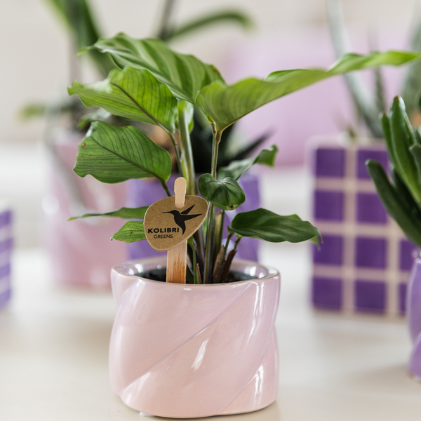 Calathea -  groene kamerplant - Ø6cm - Kolibri Greens
