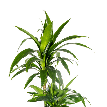 Dracena Deremensis Lisa - ↕140cm - Ø24cm