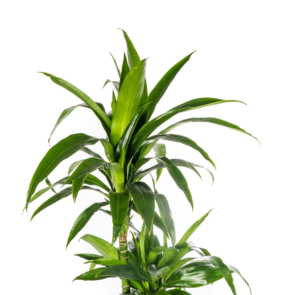 Dracena Deremensis Lisa - ↕140cm - Ø24cm