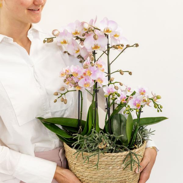 Roze plantenset in Reed Basket incl. waterreservoir | drie roze orchideeën en drie groene planten | Field Bouquet roze met zelfvoorzienend waterreservoir