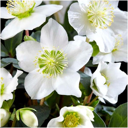 Helleborus niger 'Christmas Carol' - Christmas Rose - ↕15-20cm - Ø7cm - 12x