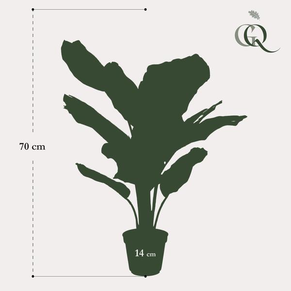 Kunstplant - Calathea Orbifolia - Schaduwplant - ↕65cm - Ø14cm