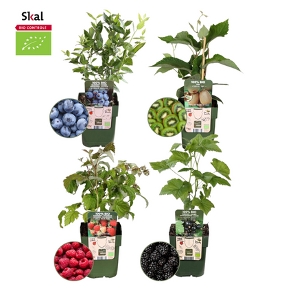 Mieszanka roślin owocowych Organic - zestaw 4 różnych odmian "Owoce letnie"
