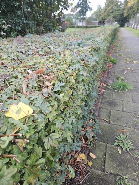 Acer Campestre - Veldesdoorn - blote wortel - ↕60-80cm - 25x