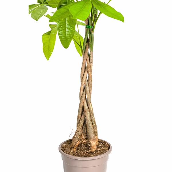 Pachira Aquatica - Geldboom - ↕80cm - Ø19cm
