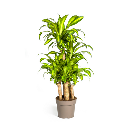 Dracaena Fragrans Massangeana Karussell - Dragon plant - ↕140cm - Ø30cm