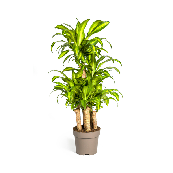 Dracaena Fragrans Massangeana Karussell - Pianta del drago - ↕140cm - Ø30cm