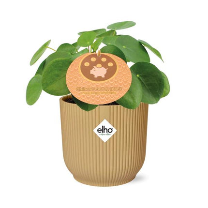 Pilea Peperomioides - Pancake plant - ↕12cm in elho Vibes Fold Ø14cm yellow