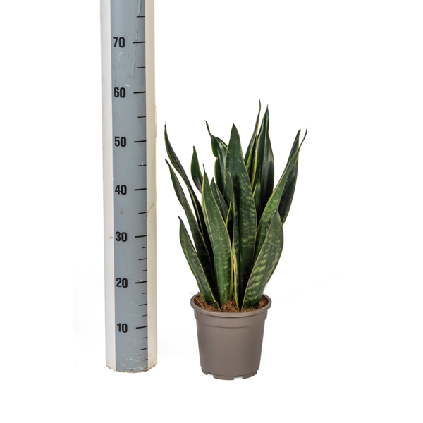 Sansevieria Trifasciata Futura Black - Vrouwentong - ↕50-55cm - Ø17cm