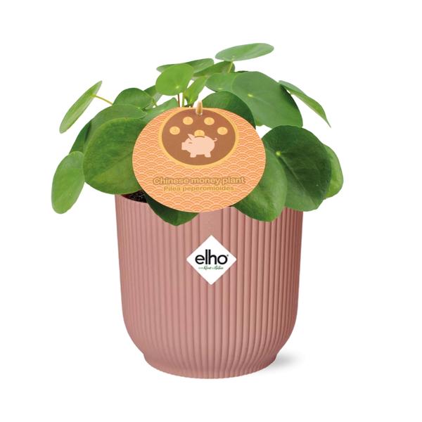 Pilea Peperomioides - Pannenkoekplant - ↕12cm in elho Vibes Fold Ø14cm roze