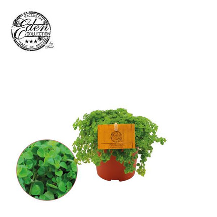 Pilea Depressa - ↕15cm - Ø10.5cm
