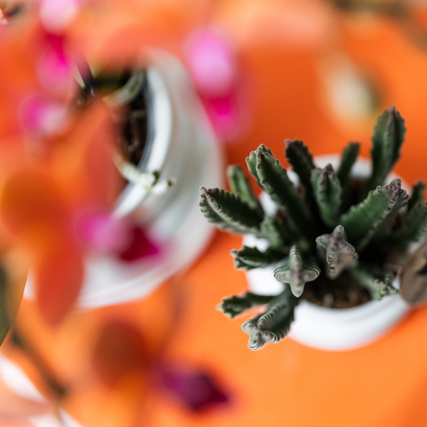 Stapelia - groene kamerplant - Vetplant - Ø6cm - Kolibri Greens