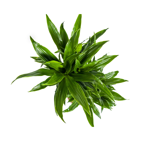 Dracaena Deremensis Green Jewel - ↕80cm - Ø19cm