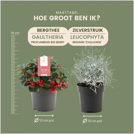 Zestaw zimowych kwiatów - 3x Gaultheria + 3x Calocephalus - ↕15cm - Ø10cm