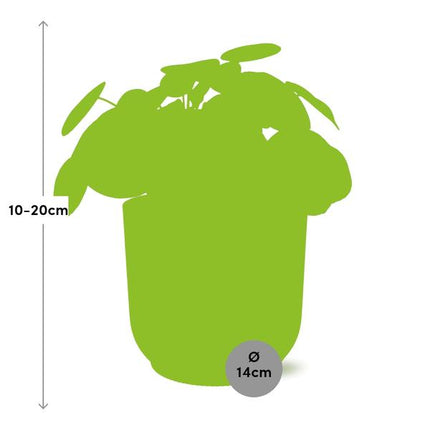 Pilea Peperomioides - Pancake plant - ↕12cm in elho Vibes Fold Ø14cm yellow