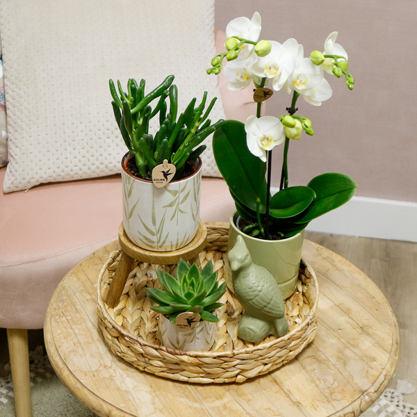 Gift set Love white- Plantenset met witte Phalaenopsis Orchidee en Succulenten incl. keramieken sierpotten
