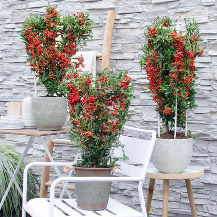 Pyracantha Coccinea Red Star - Firethorn - ↕60cm - Ø12cm - 2x
